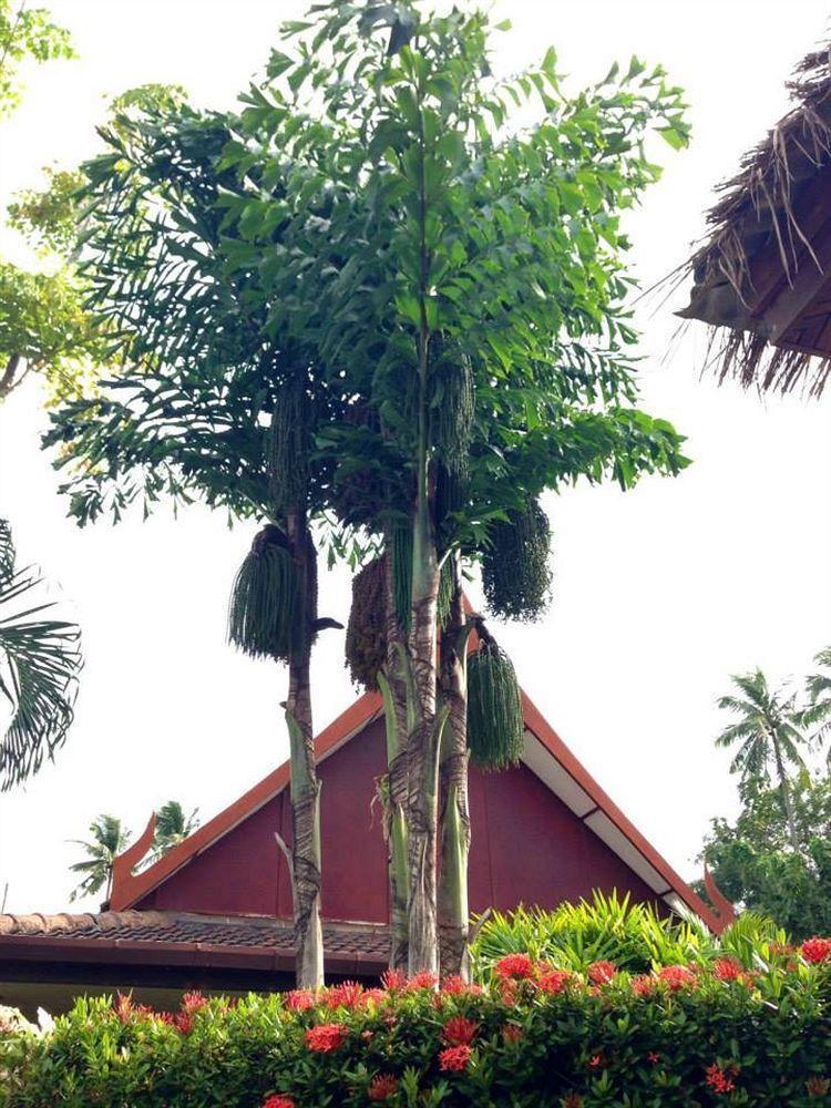 Palm Garden Resort Rawai Ngoại thất bức ảnh